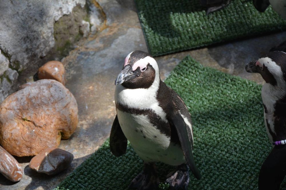 zoo 07-07-2018