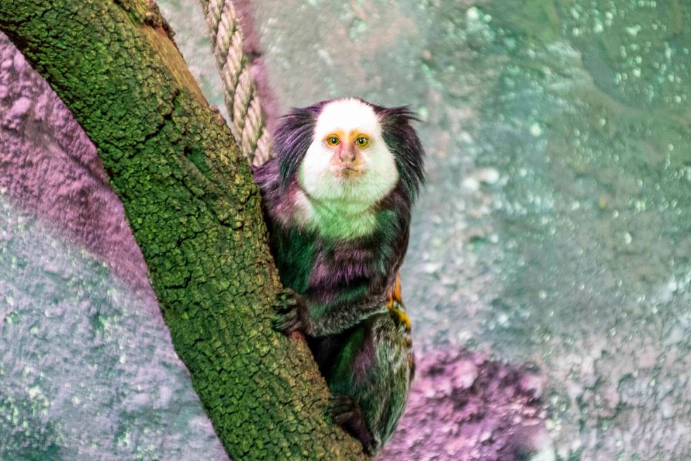 Faunia 04-08-2026