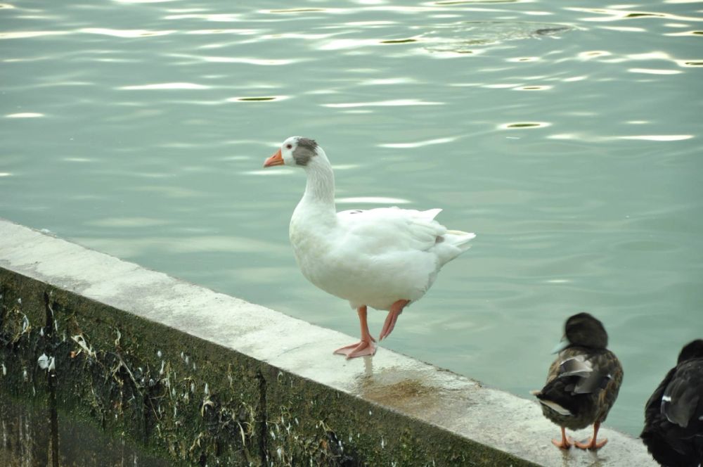 Ocas y patos en parque polvoranca (Leganes) 30-08-2014