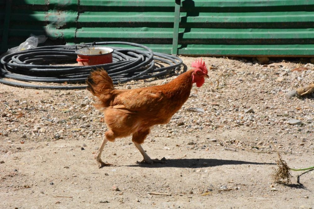 Gallinas de corral 