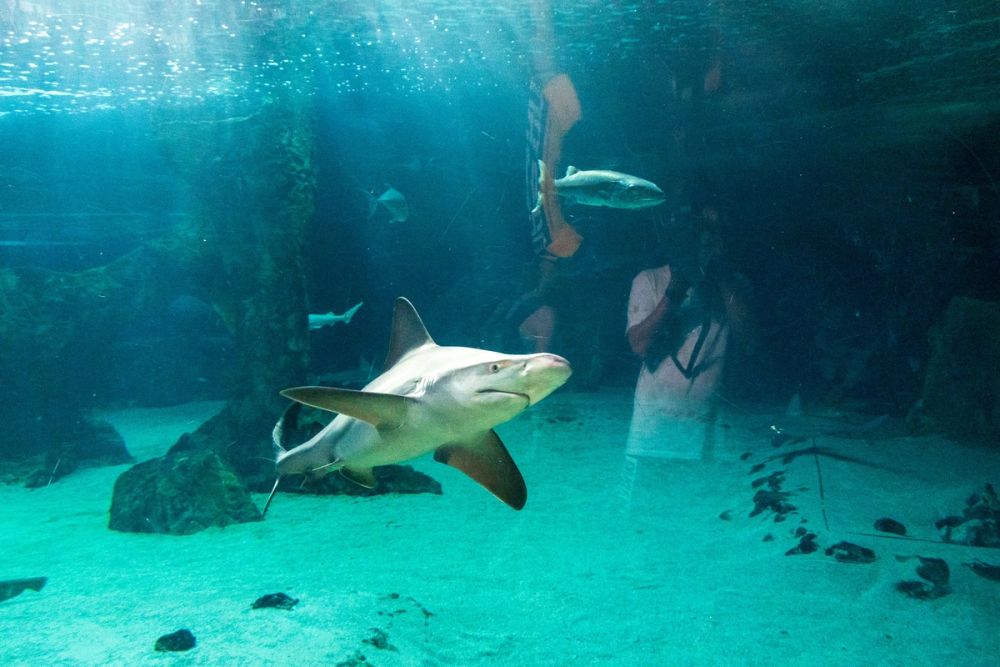 Zoo 17-08-2024