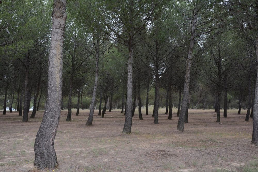 Naturaleza Parque polvoranca (Leganes) 10-06-2019