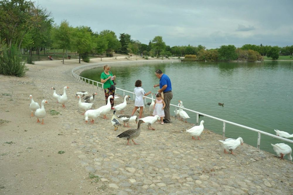 Ocas y patos en parque polvoranca (Leganes) 30-08-2014