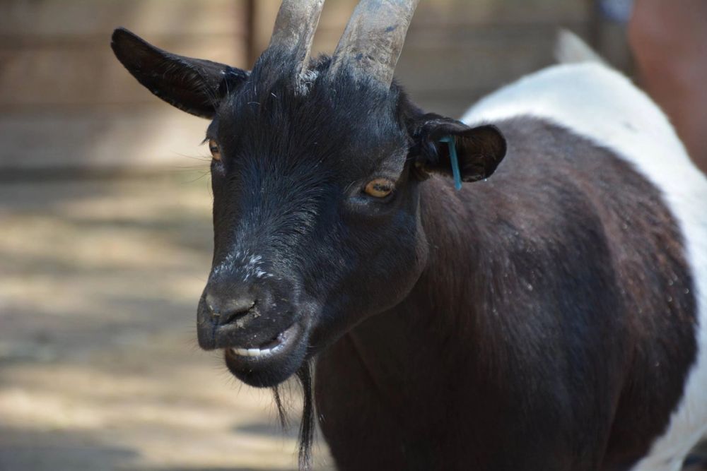 zoo 07-07-2018