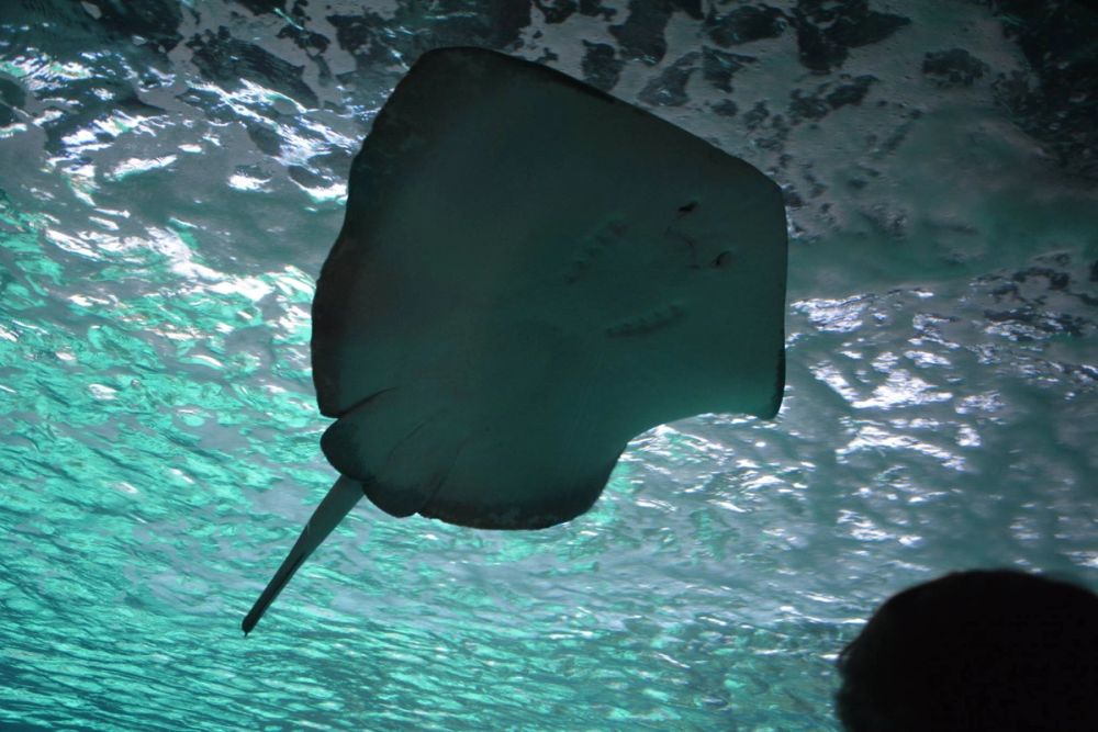 zoo 07-07-2018