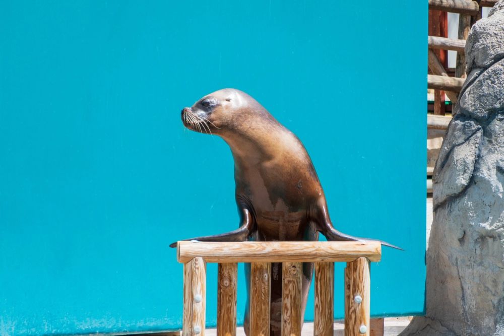 Zoo 17-08-2024