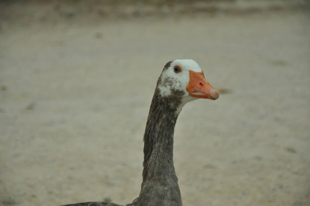 Ocas y patos en parque polvoranca (Leganes) 30-08-2014