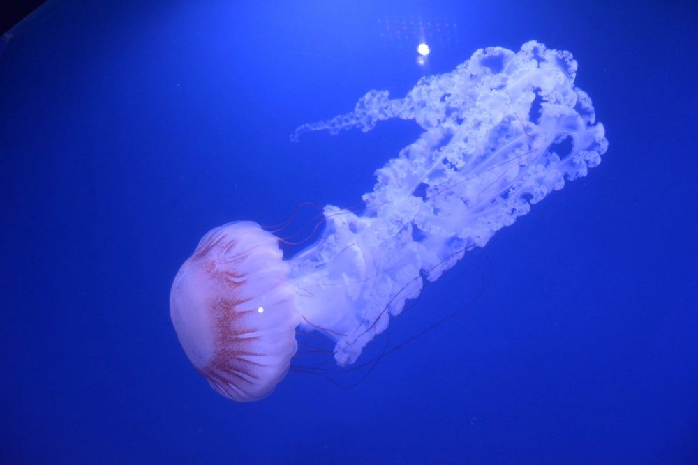 Oceanografic 2022