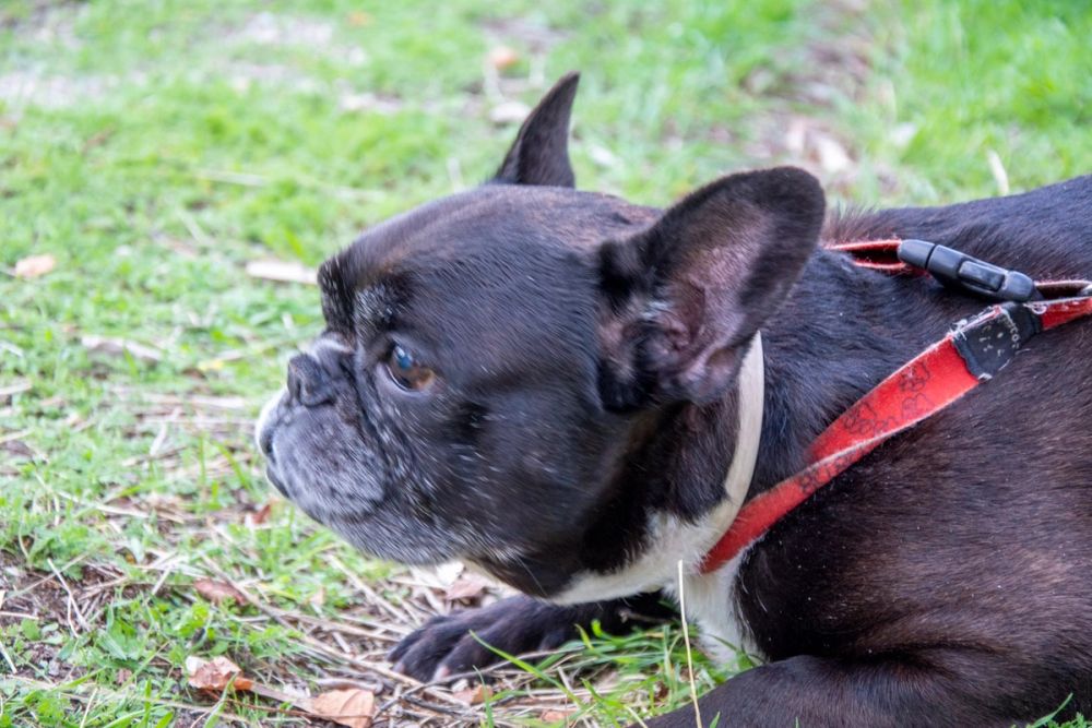 IV Ruta canina en Leganes 22-09-2019