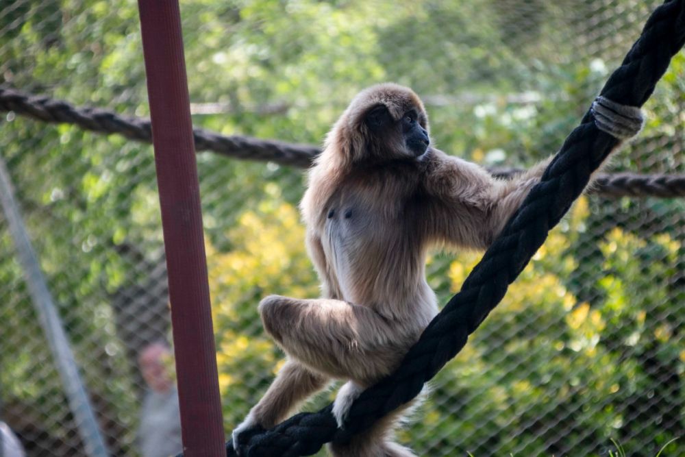Zoo 29-07-2026