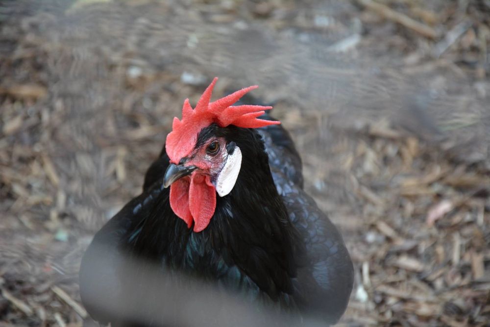 zoo 07-07-2018