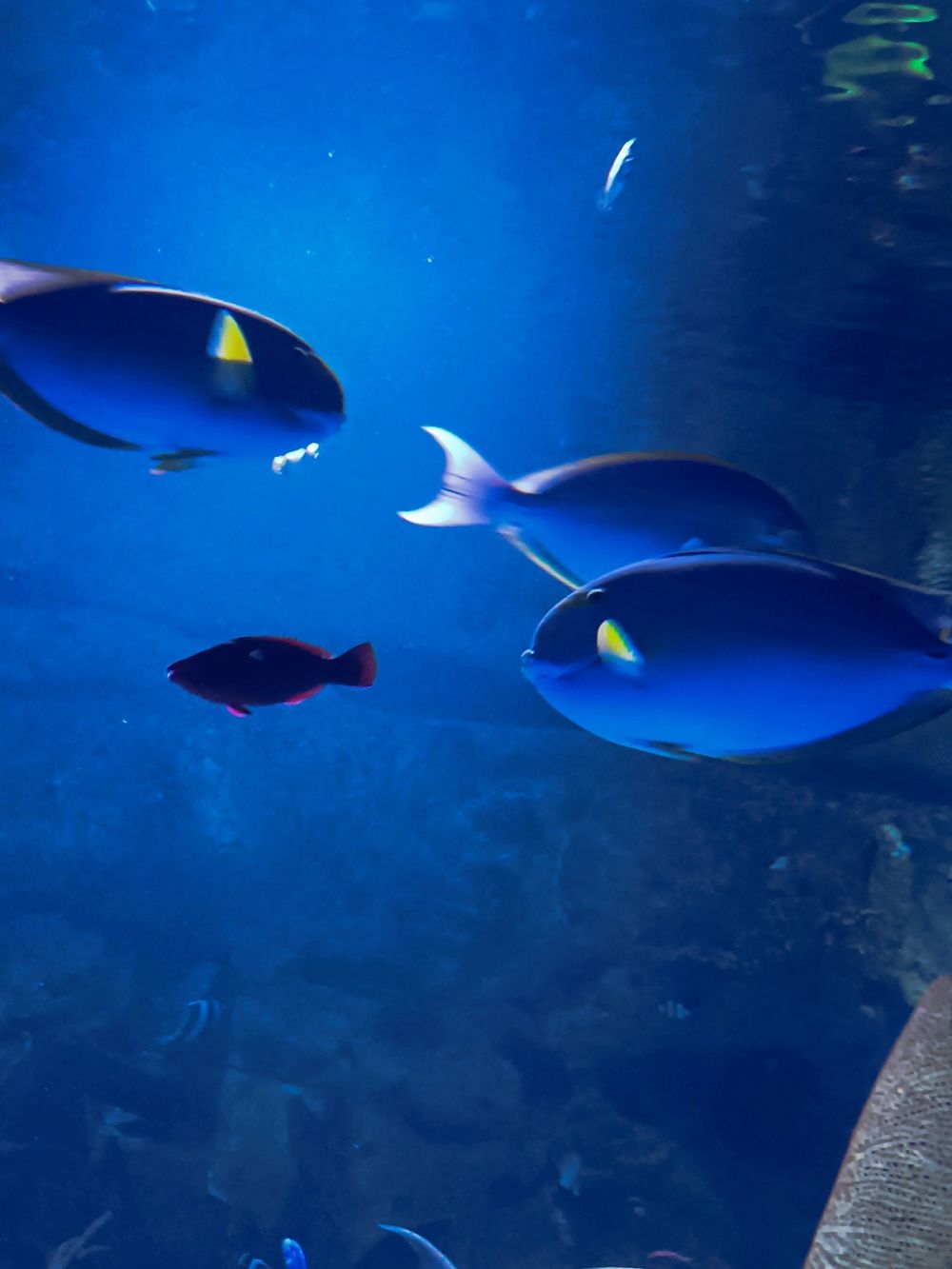 Atlantus aquarium Xanadu 05-08-2023