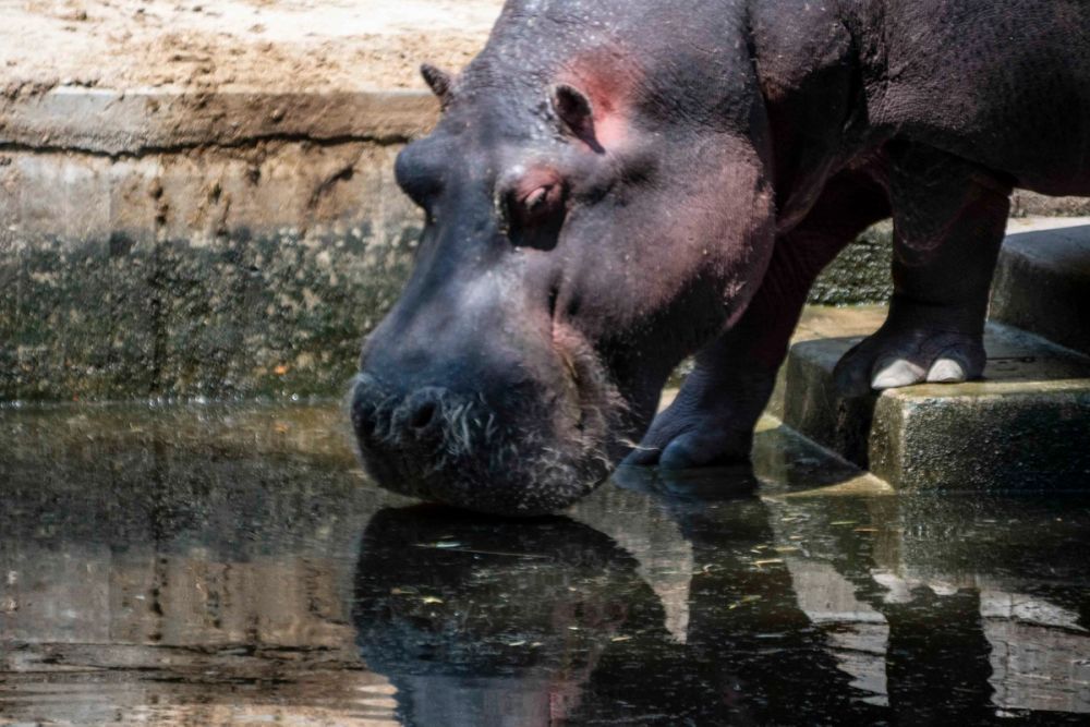 Zoo 29-07-2026