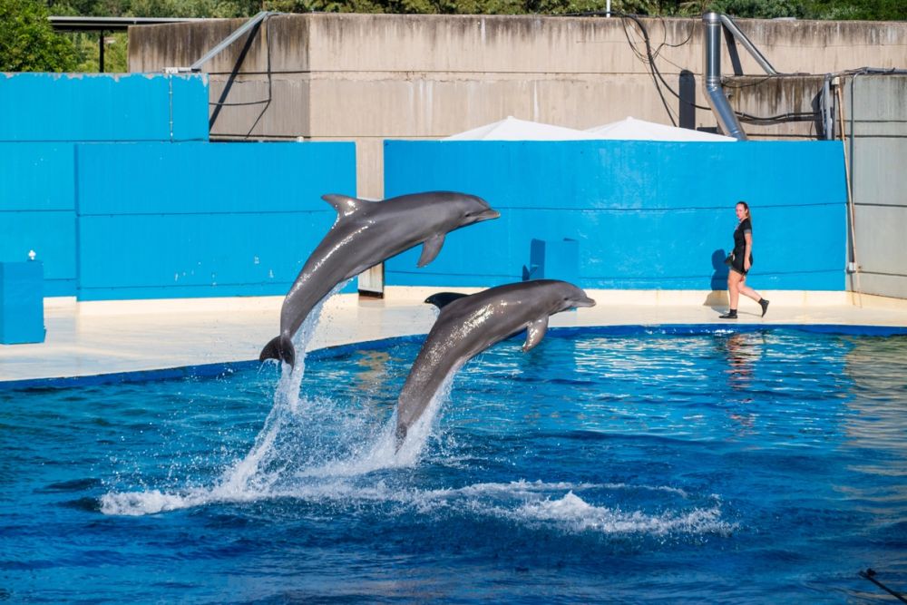 Zoo 17-08-2024