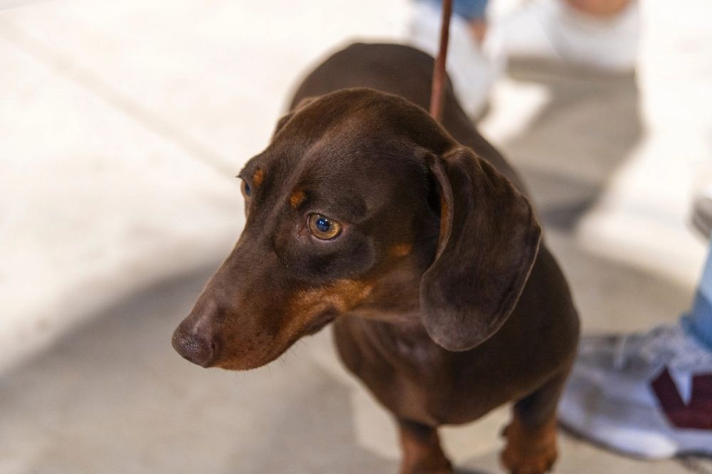 Perretes de la Exposicion canina (ciudad real) 02-06-2024