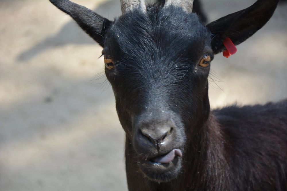 zoo 07-07-2018
