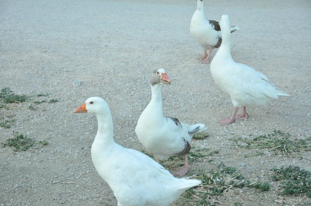 Ocas y patos en parque polvoranca (Leganes) 28-05-2015
