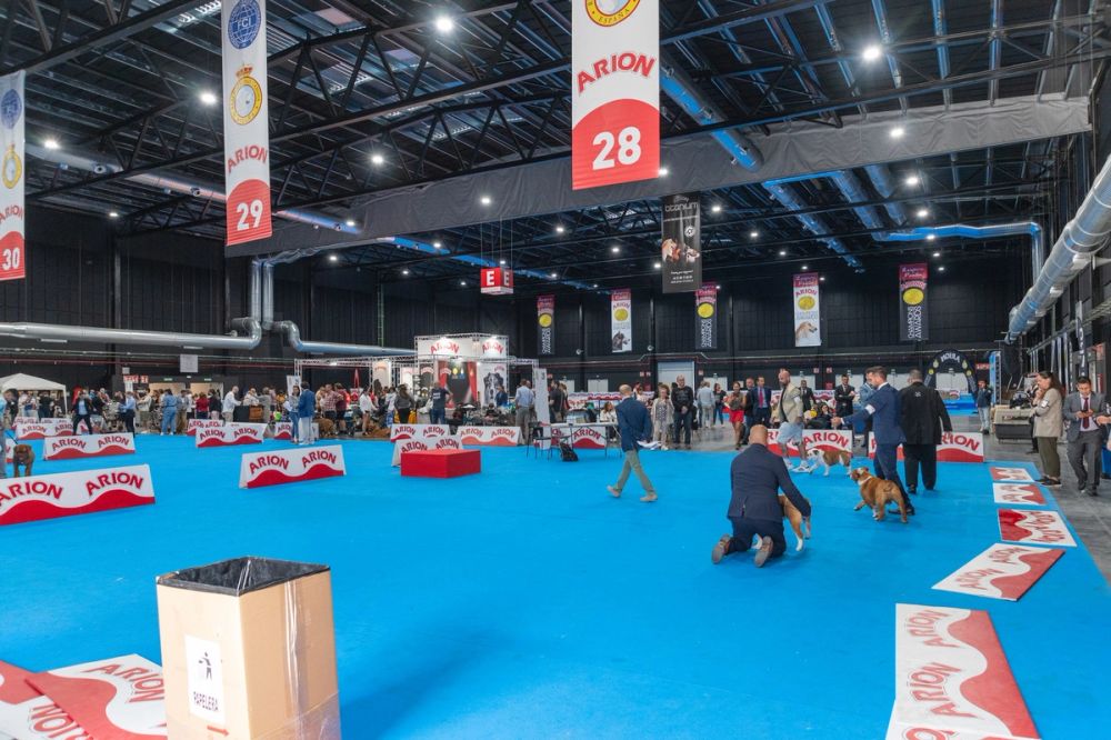 Exposicion canina (ciudad real) 02-06-2024