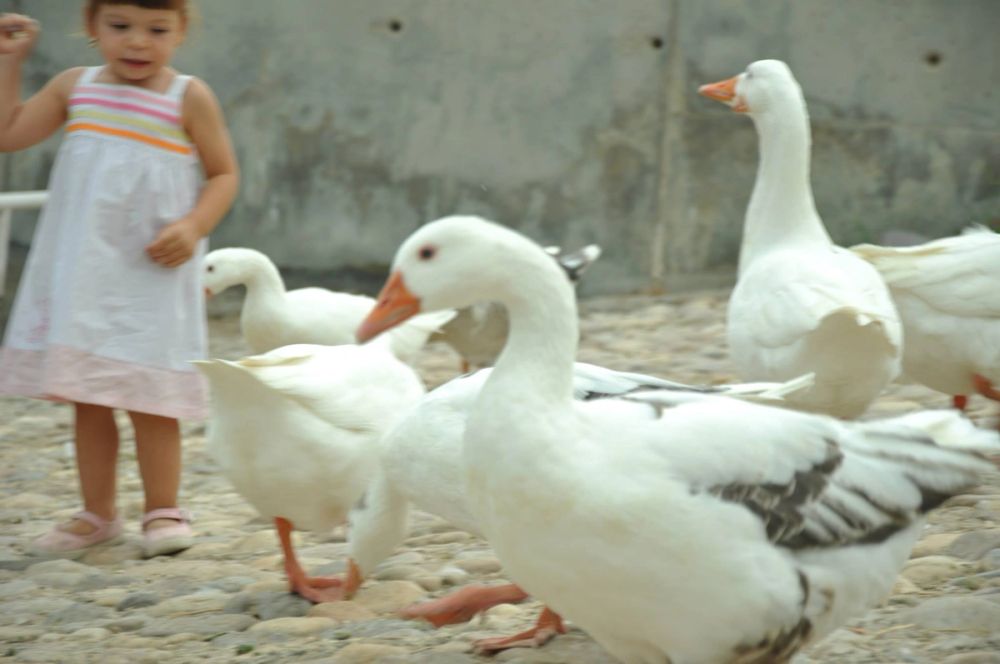 Ocas y patos en parque polvoranca (Leganes) 30-08-2014