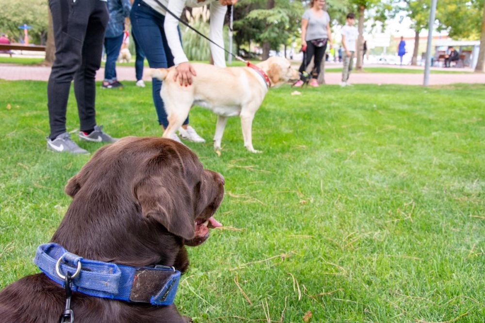 IV Ruta canina en Leganes 22-09-2019