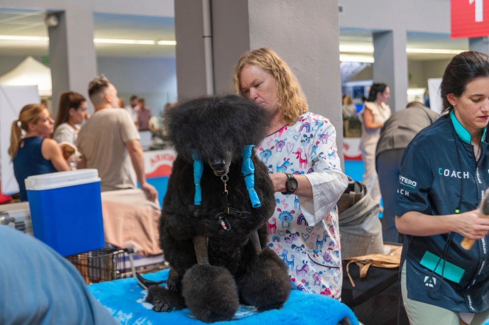 Perretes de la Exposicion canina (ciudad real) 01-06-2024