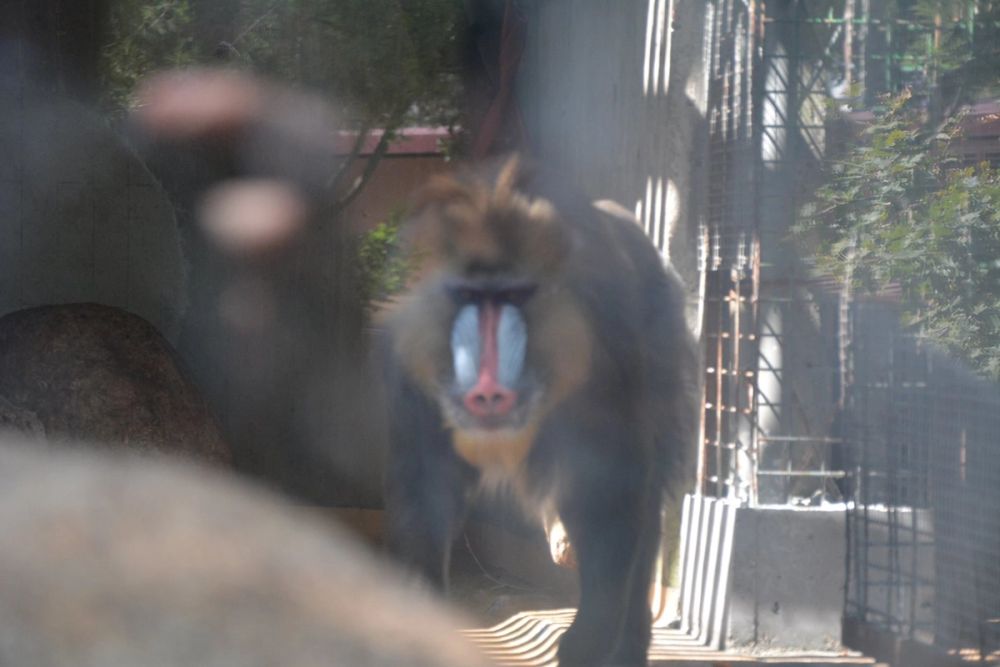 zoo 07-07-2018