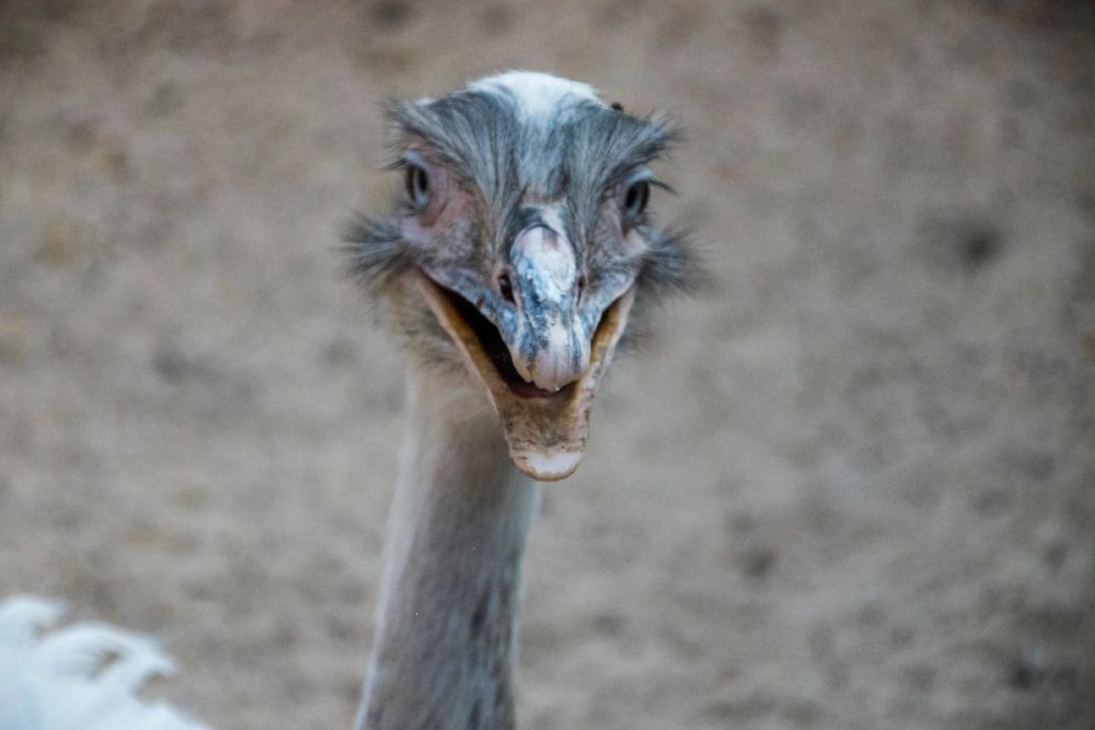 Faunia 03-08-2024