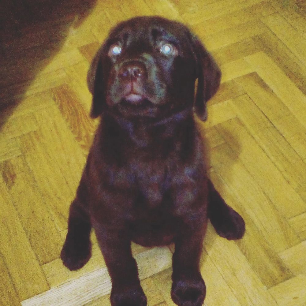 baby Conan
