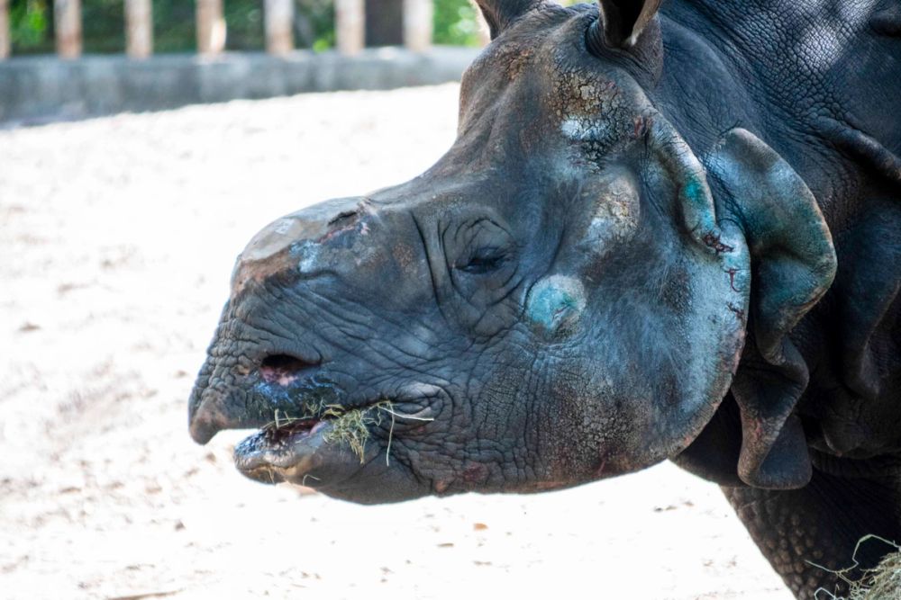 Zoo 29-07-2026