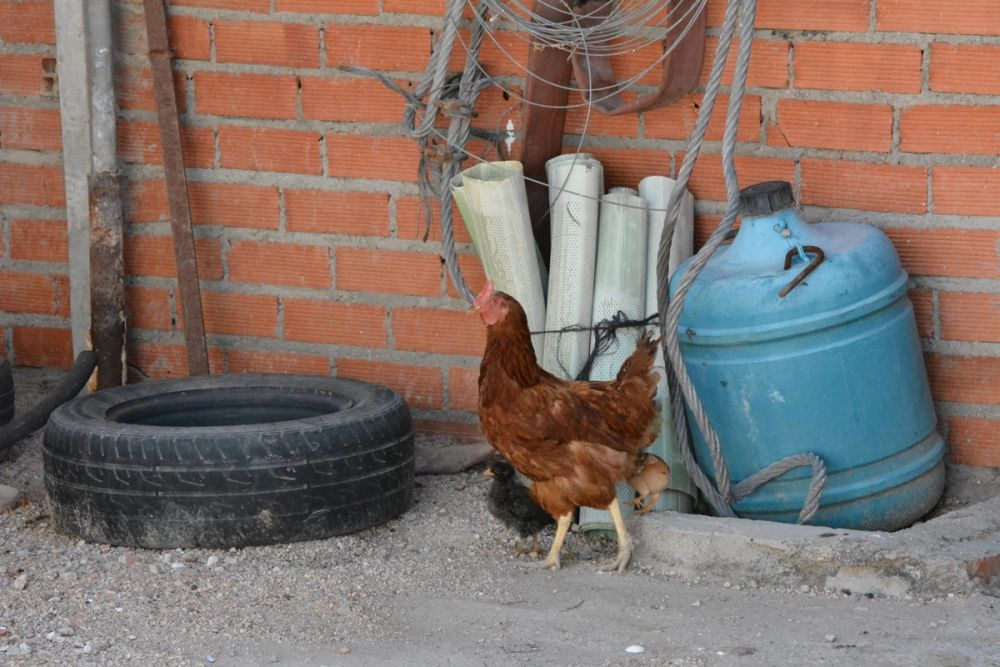 Gallinas de corral 