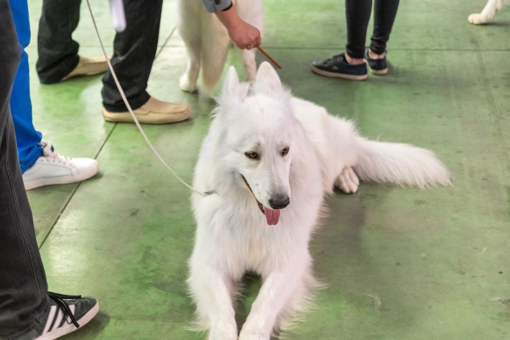 Perretes de la Exposicion canina (ciudad real) 01-06-2024