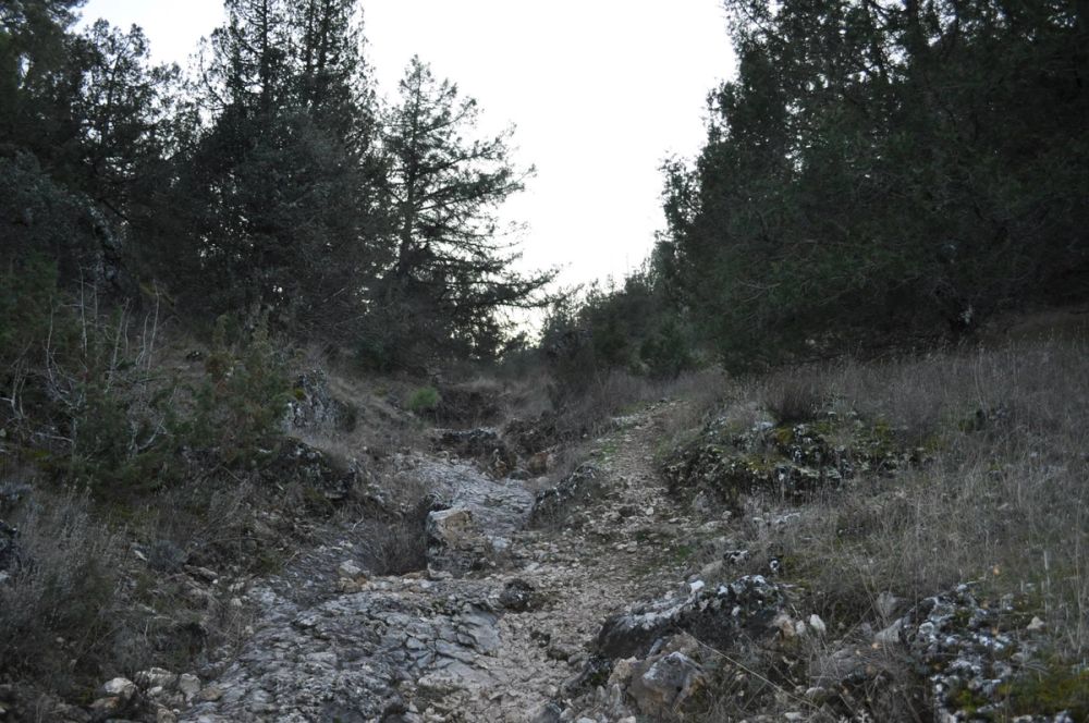 Rio lobos (Burgos/Soria) 2012