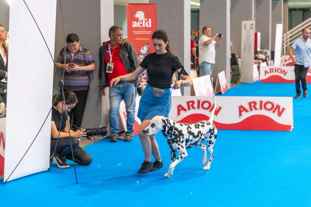 Exposicion canina (ciudad real) 01-06-2024