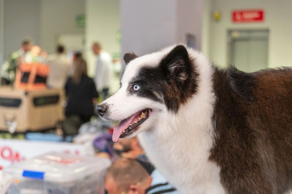 Perretes de la Exposicion canina (ciudad real) 01-06-2024