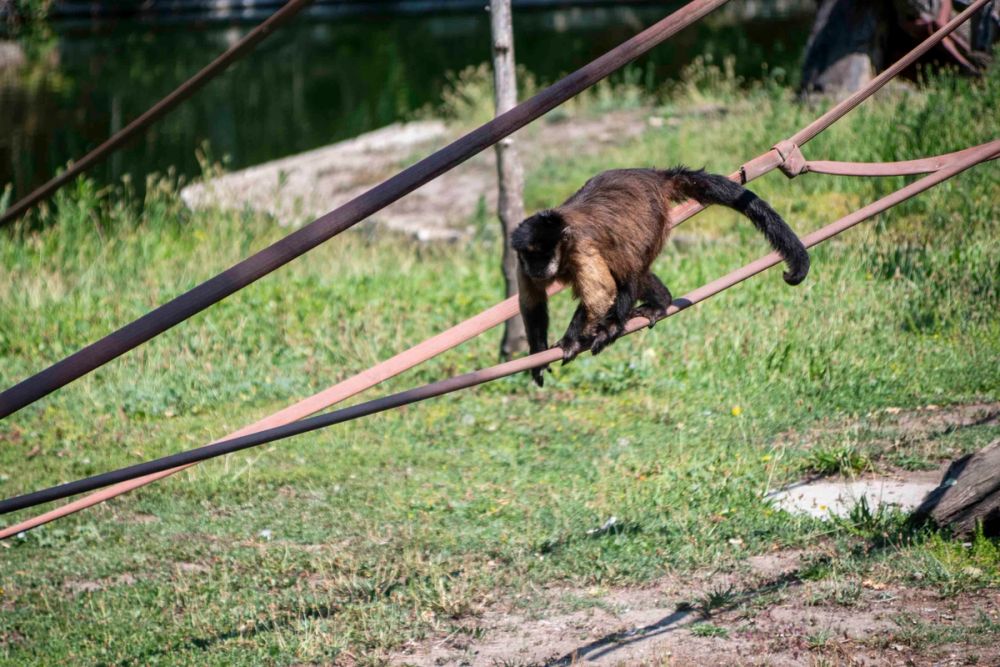 Zoo 29-07-2026