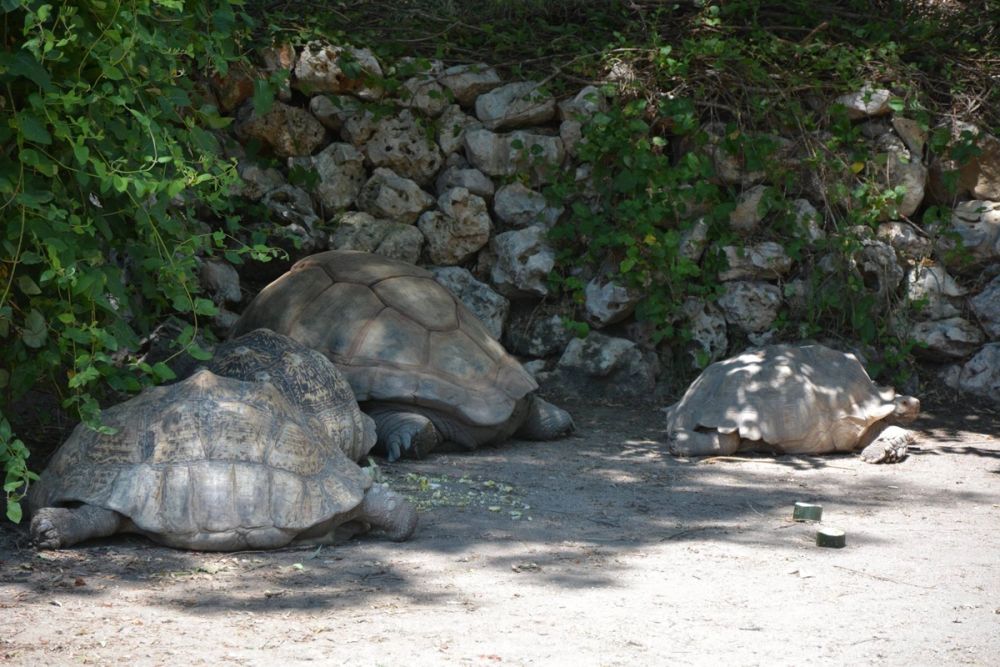 zoo 07-07-2018