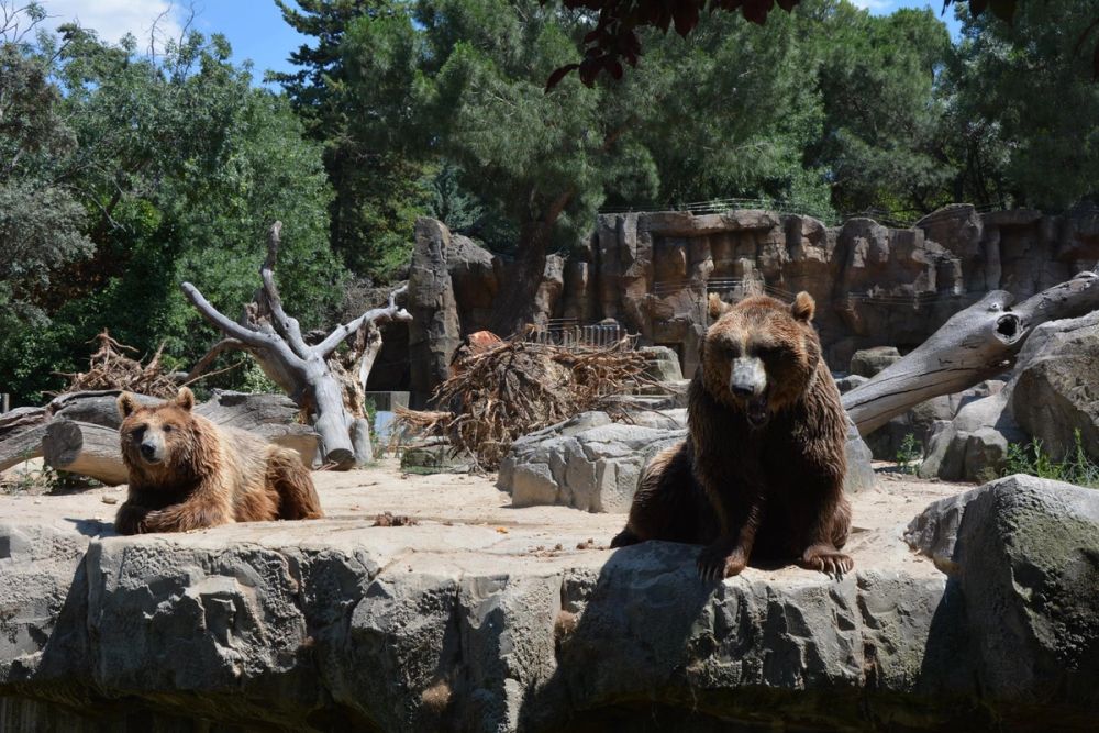 zoo 07-07-2018