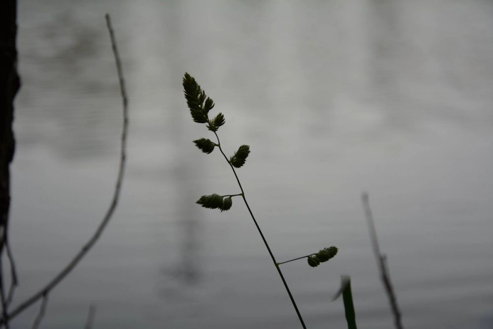 Naturaleza Parque polvoranca (Leganes) 10-06-2019