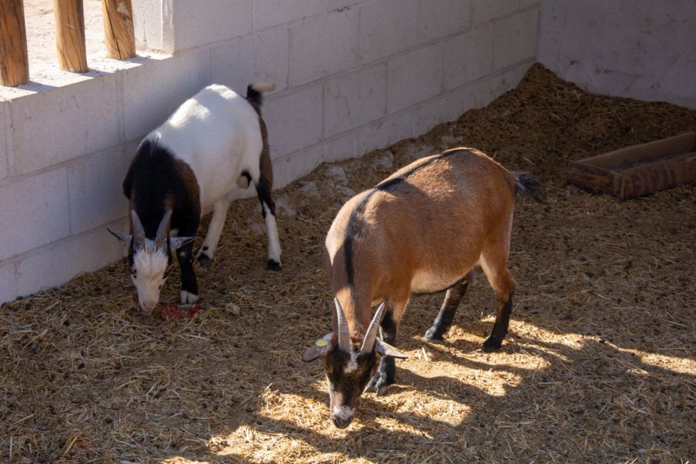 Zoo de Lillo 03-09-2022