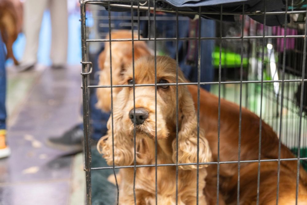 Perretes de la Exposicion canina (ciudad real) 01-06-2024