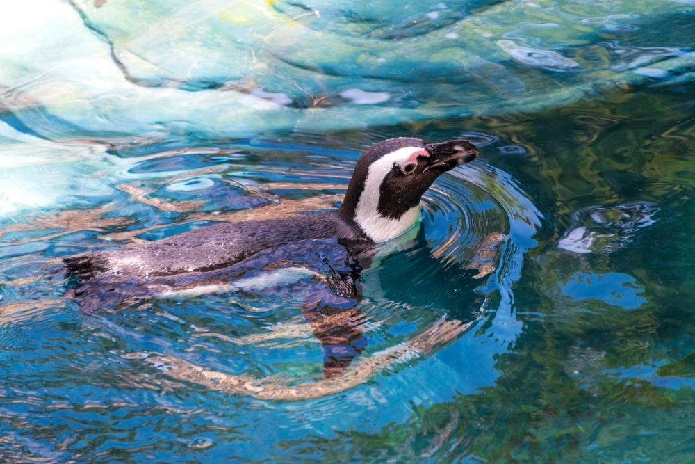 Zoo 17-08-2024