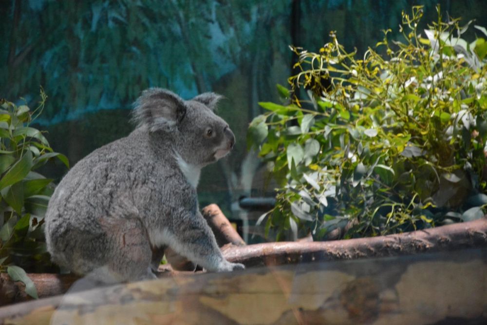 zoo 07-07-2018