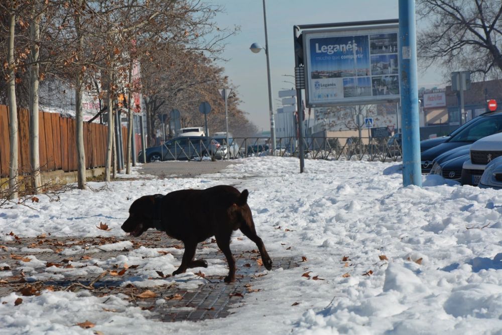 Conan en la nieve (leganes) 2021