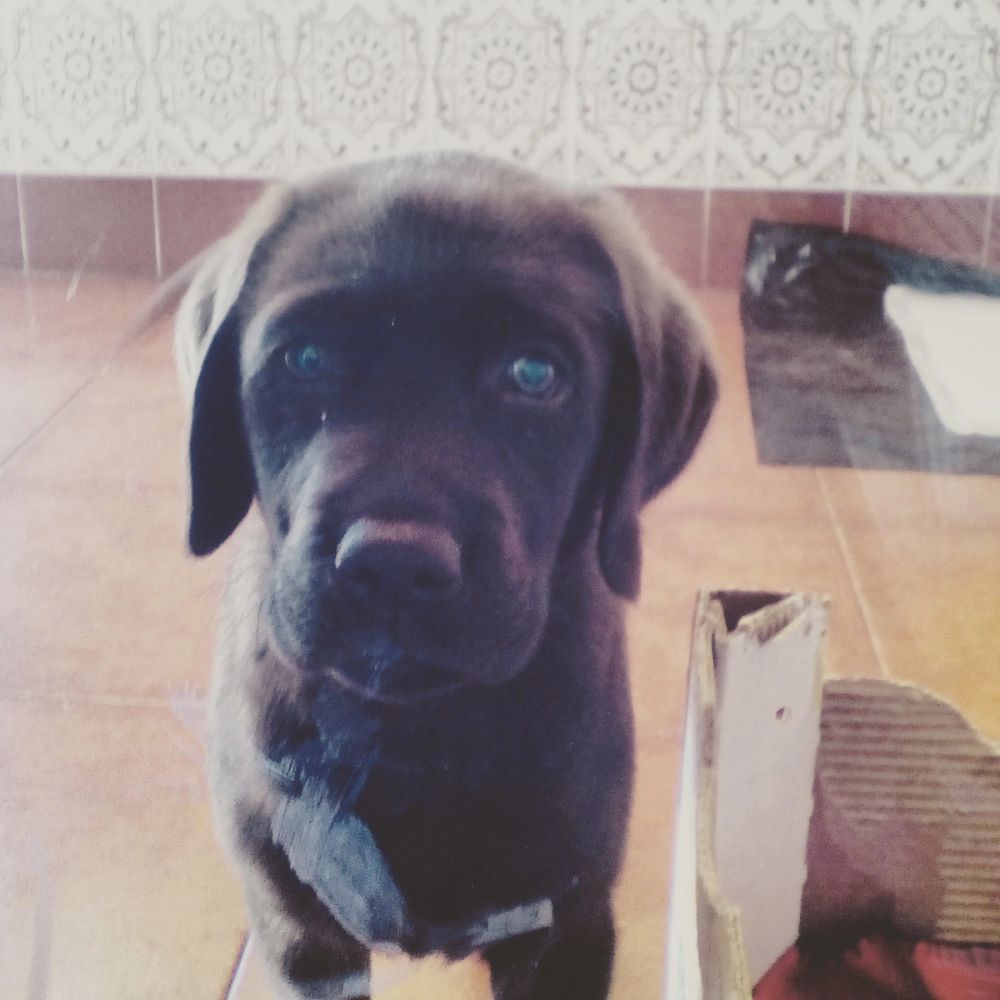 baby Conan