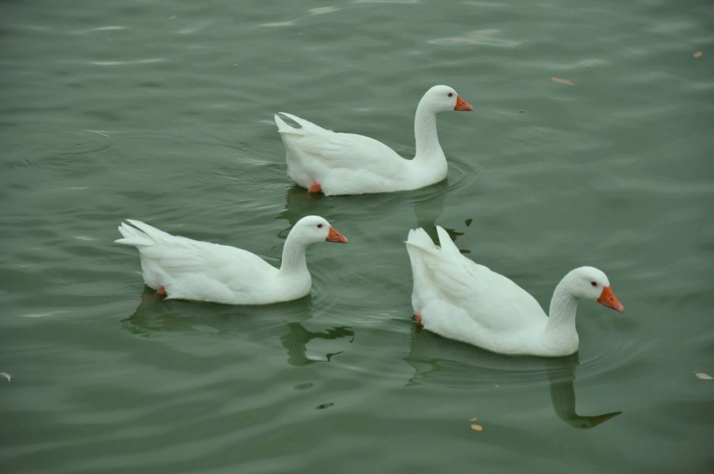 Ocas y patos en parque polvoranca (Leganes) 30-08-2014