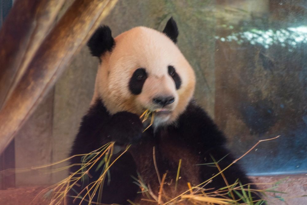 Zoo 17-08-2024