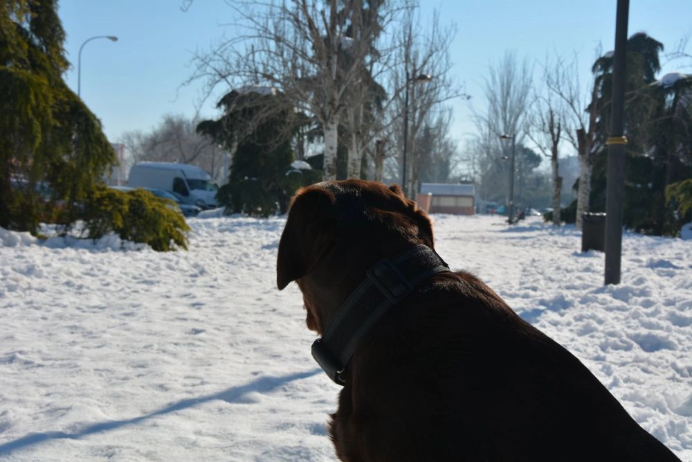 Conan en la nieve (leganes) 2021