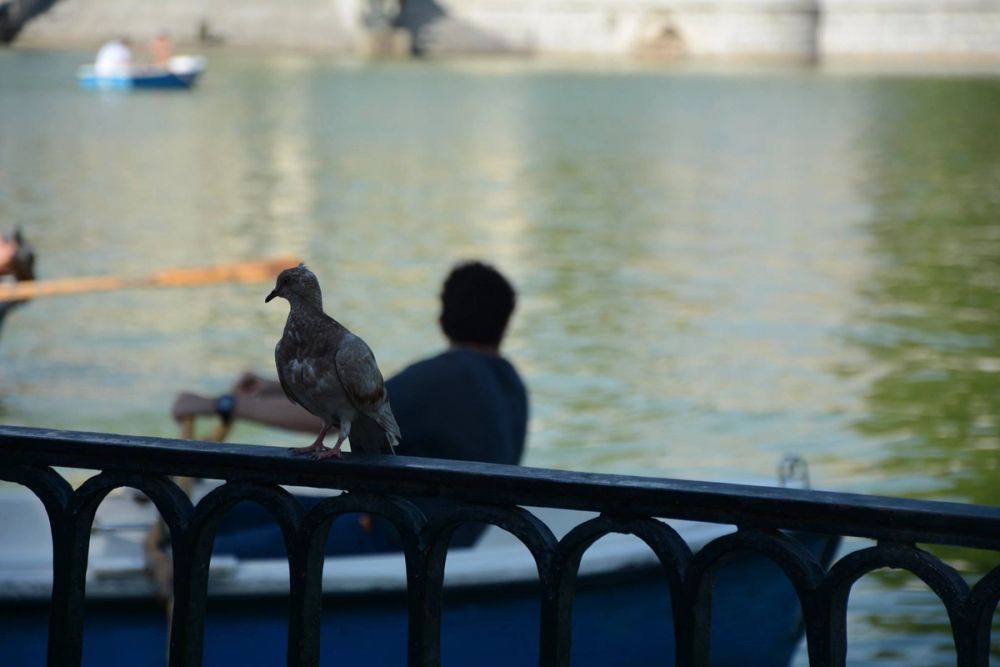 Parque del Retiro (Madrid) 18-08-2017