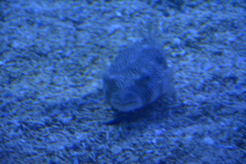 Oceanografic 2022