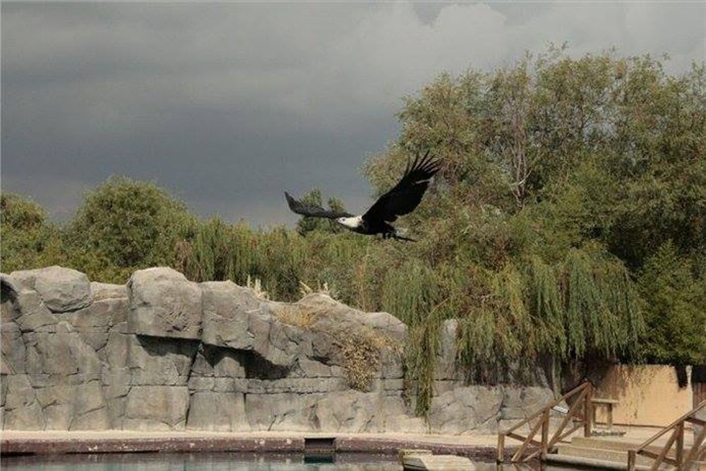 Faunia 2010